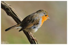 --- Rotkehlchen --- ( Erithacus rubecula )