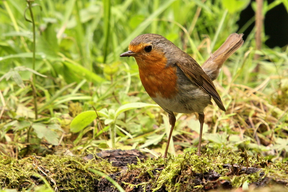 Rotkehlchen (Erithacus rubecula)