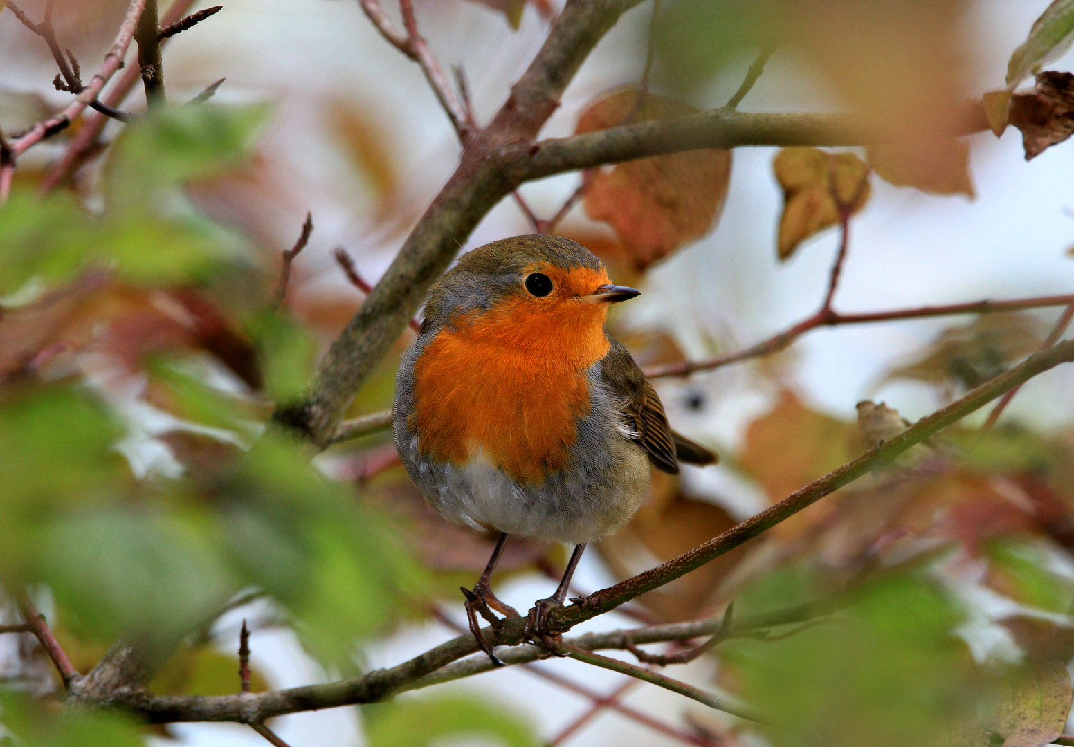 Rotkehlchen, Erithacus rubecula