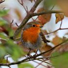 Rotkehlchen, Erithacus rubecula