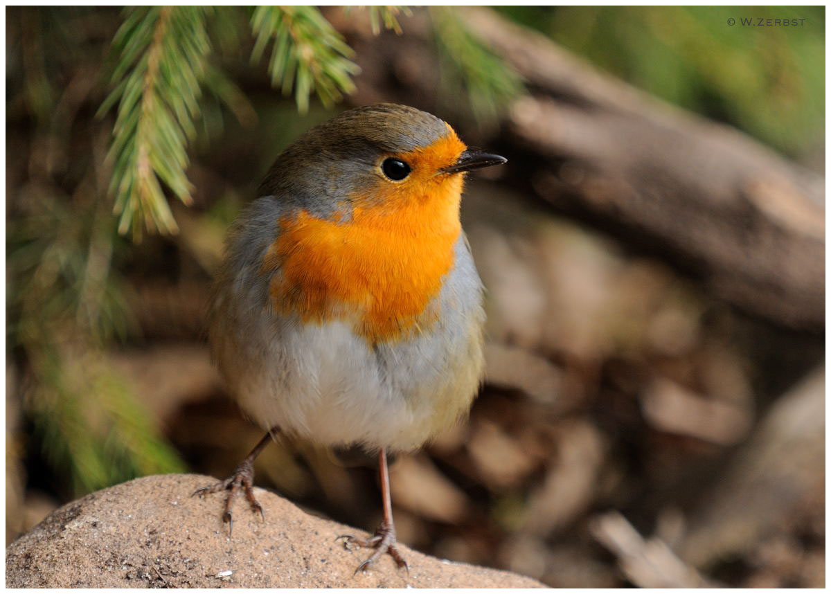 - Rotkehlchen - ( Erithacus rubecula )