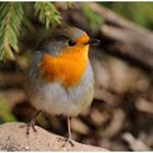 - Rotkehlchen - ( Erithacus rubecula )