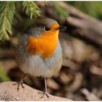 - Rotkehlchen - ( Erithacus rubecula )