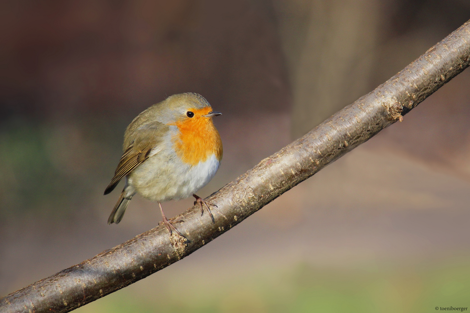 Rotkehlchen (Erithacus rubecula)