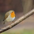 Rotkehlchen (Erithacus rubecula)