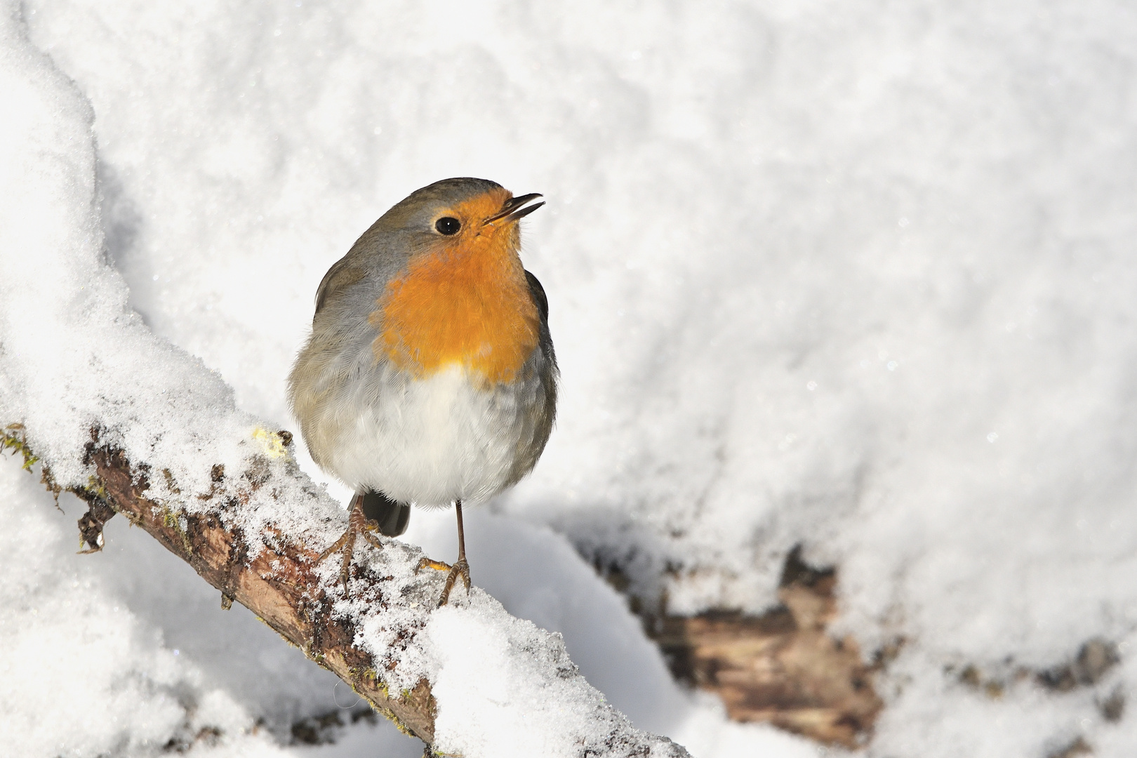 Rotkehlchen (Erithacus rubecula)