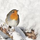 Rotkehlchen (Erithacus rubecula)