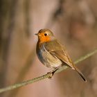 Rotkehlchen - Erithacus rubecula