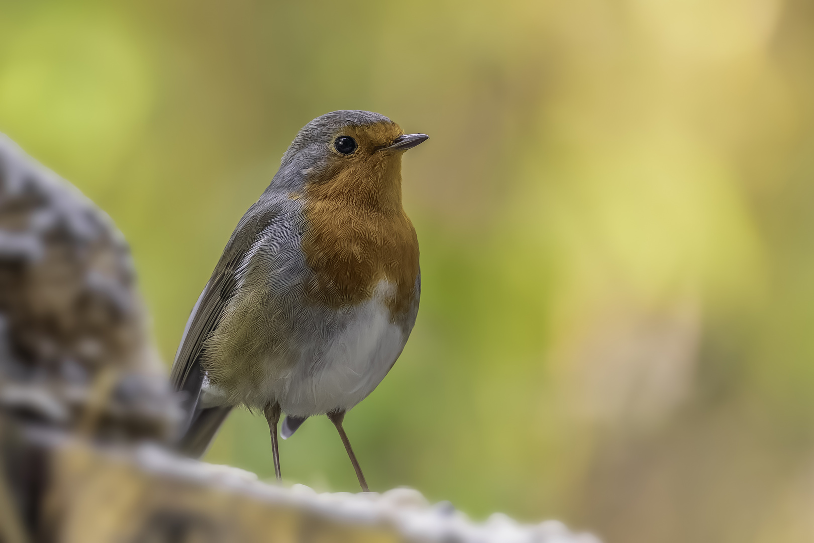 Rotkehlchen (erithacus rubecula)