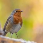 Rotkehlchen (erithacus rubecula)