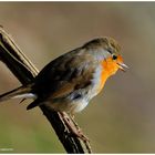 --- Rotkehlchen ---- ( Erithacus rubecula )