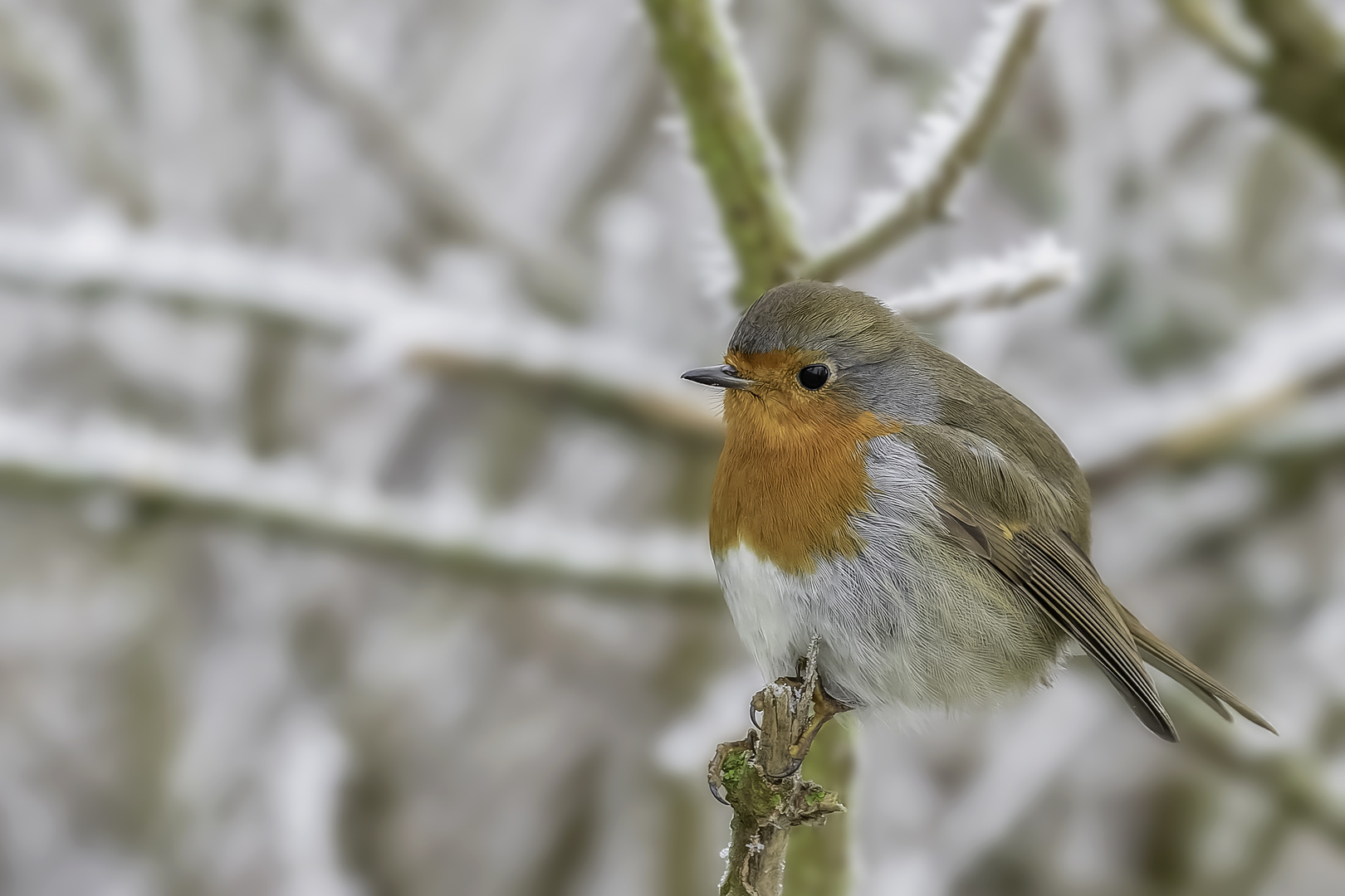 Rotkehlchen (Erithacus rubecula)