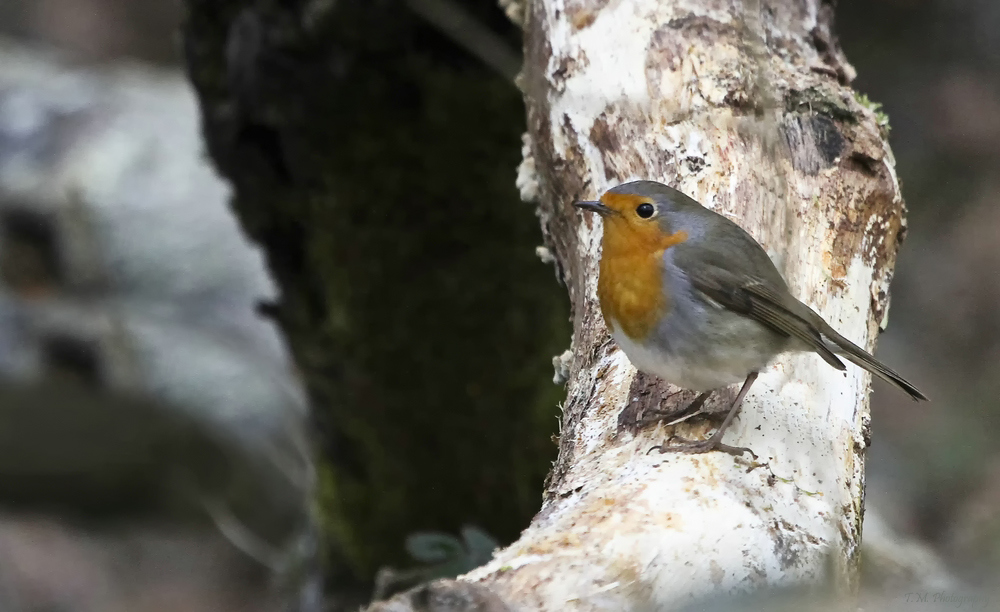 Rotkehlchen (Erithacus rubecula)