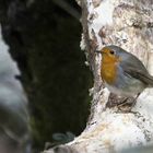 Rotkehlchen (Erithacus rubecula)