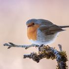 Rotkehlchen (Erithacus rubecula)