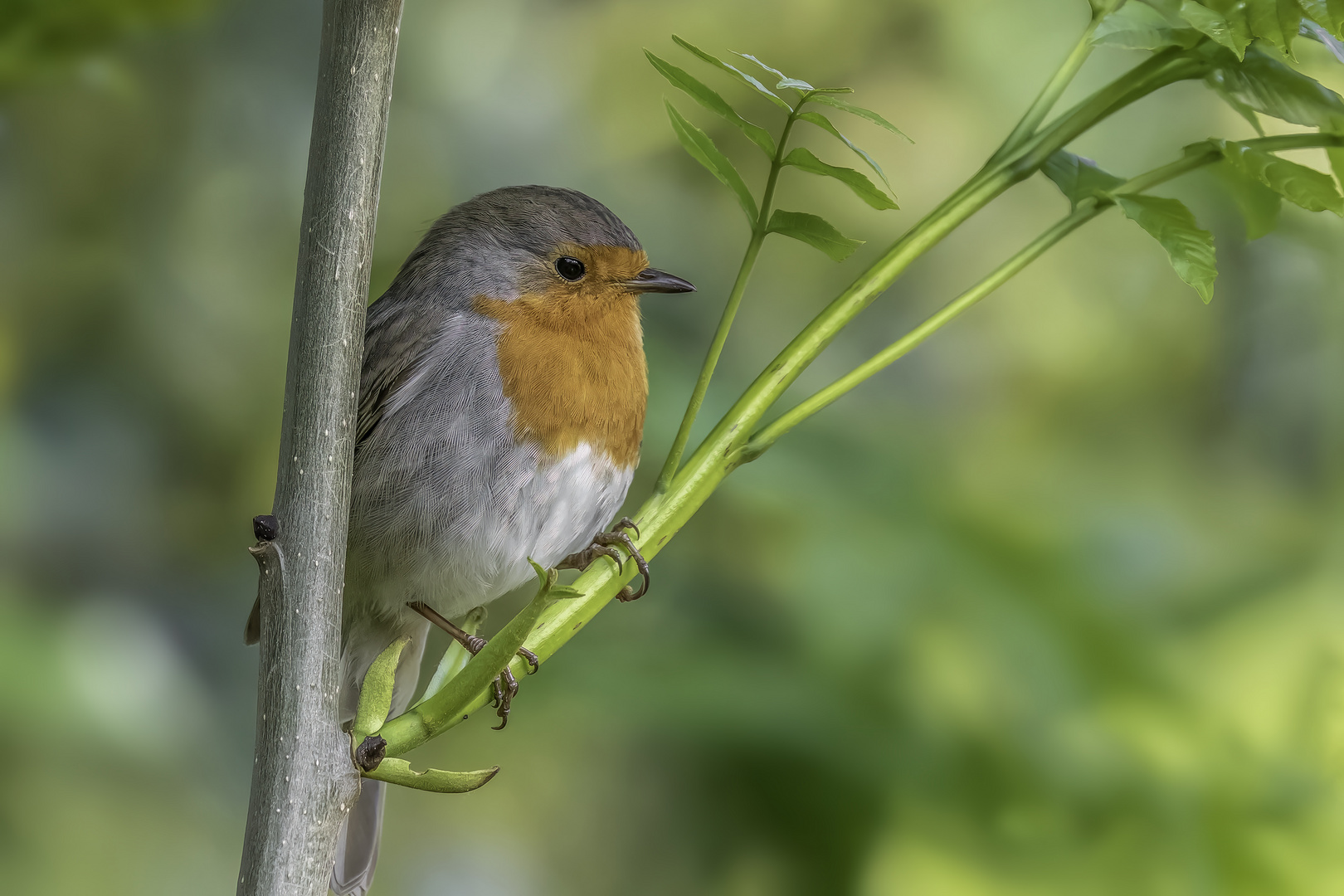 Rotkehlchen (erithacus rubecula)