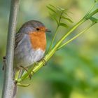 Rotkehlchen (erithacus rubecula)