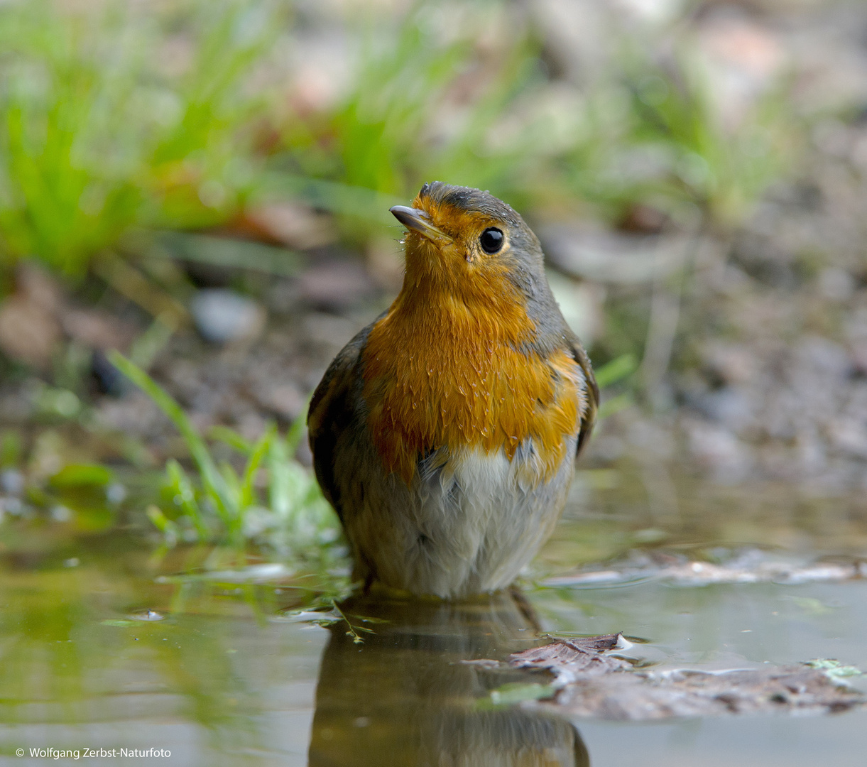 --- Rotkehlchen  ---   ( Erithacus rubecula )