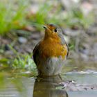 --- Rotkehlchen  ---   ( Erithacus rubecula )