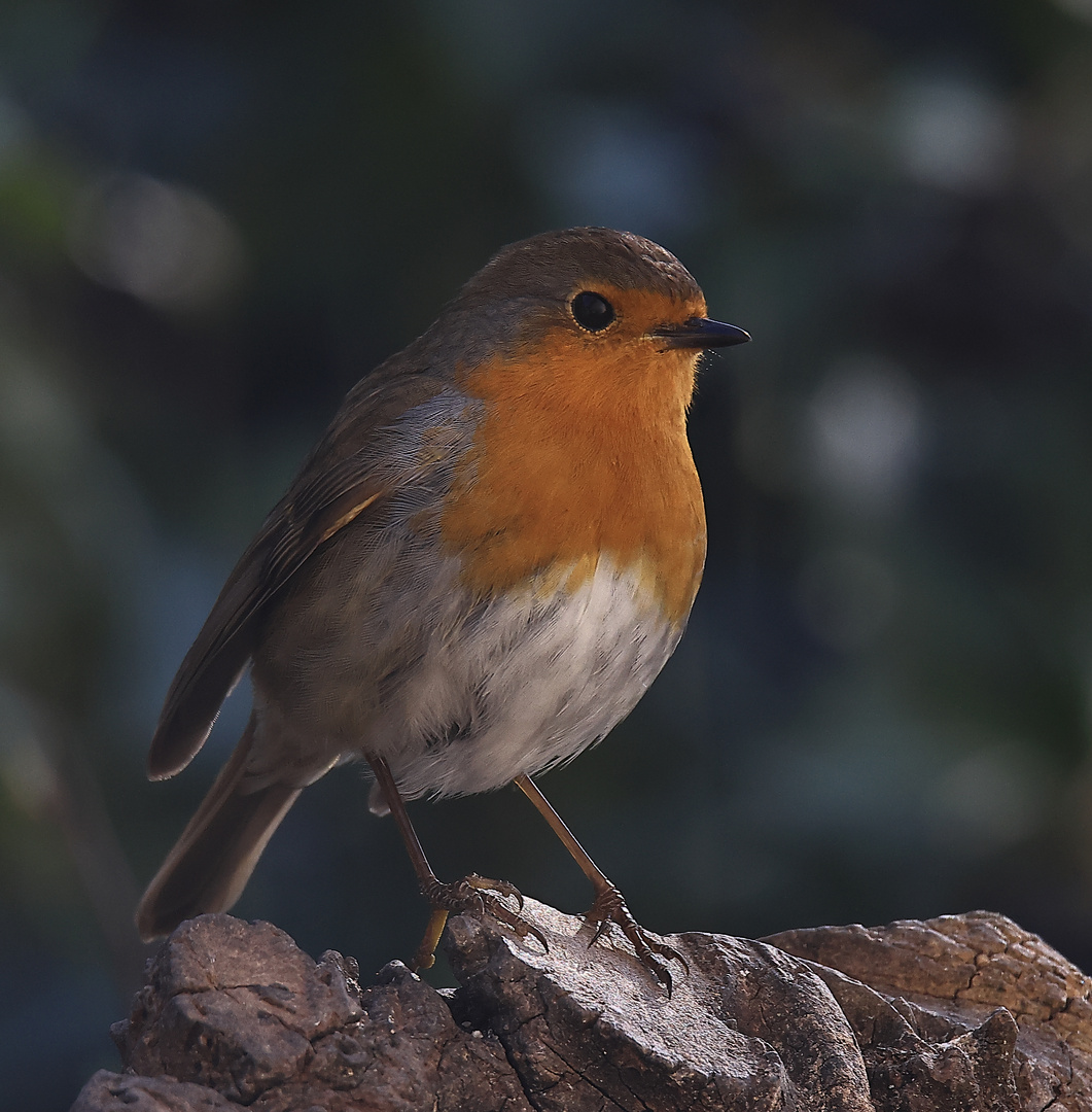 Rotkehlchen (Erithacus rubecula)