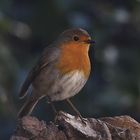 Rotkehlchen (Erithacus rubecula)