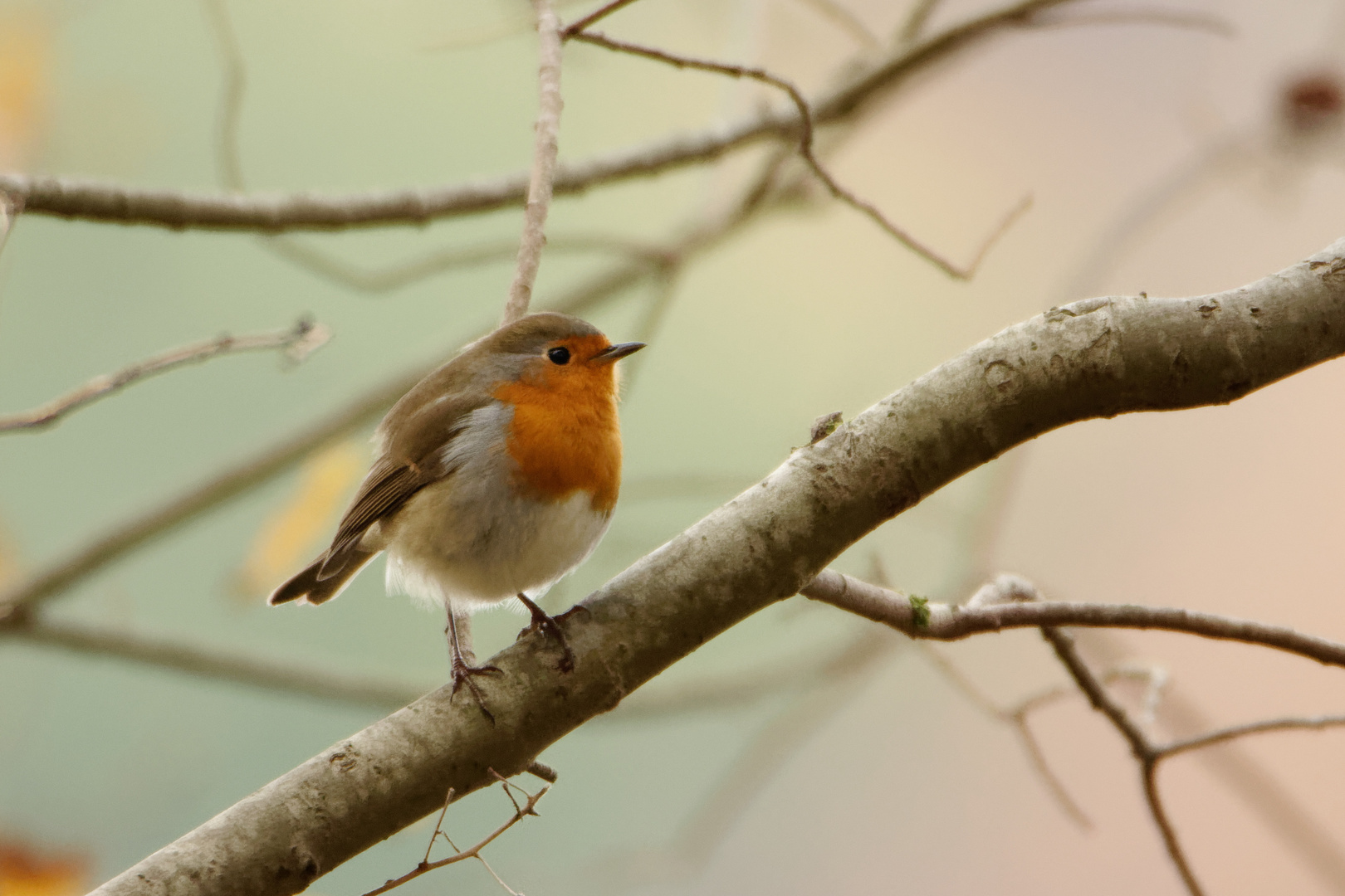 Rotkehlchen (Erithacus rubecula)