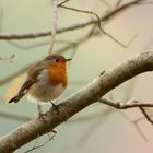 Rotkehlchen (Erithacus rubecula)