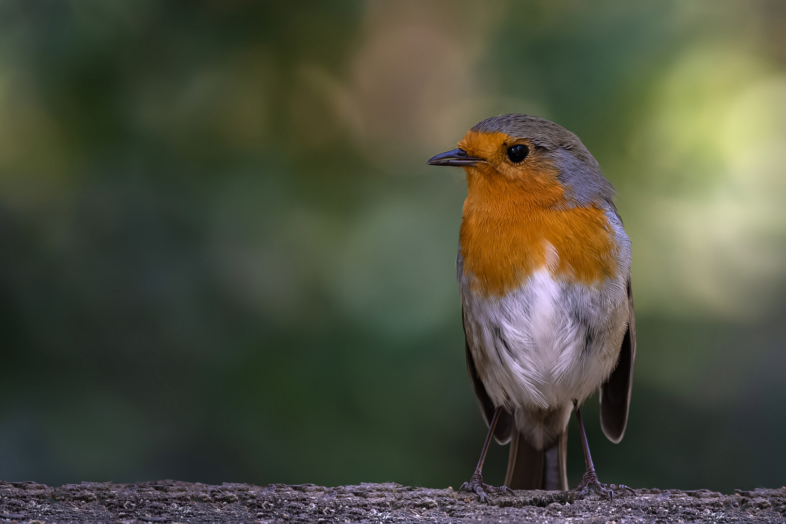  Rotkehlchen (Erithacus rubecula) 