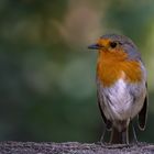  Rotkehlchen (Erithacus rubecula) 