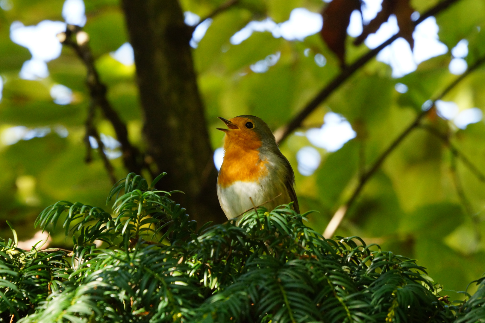 Rotkehlchen - Erithacus rubecula