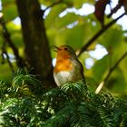 Rotkehlchen - Erithacus rubecula