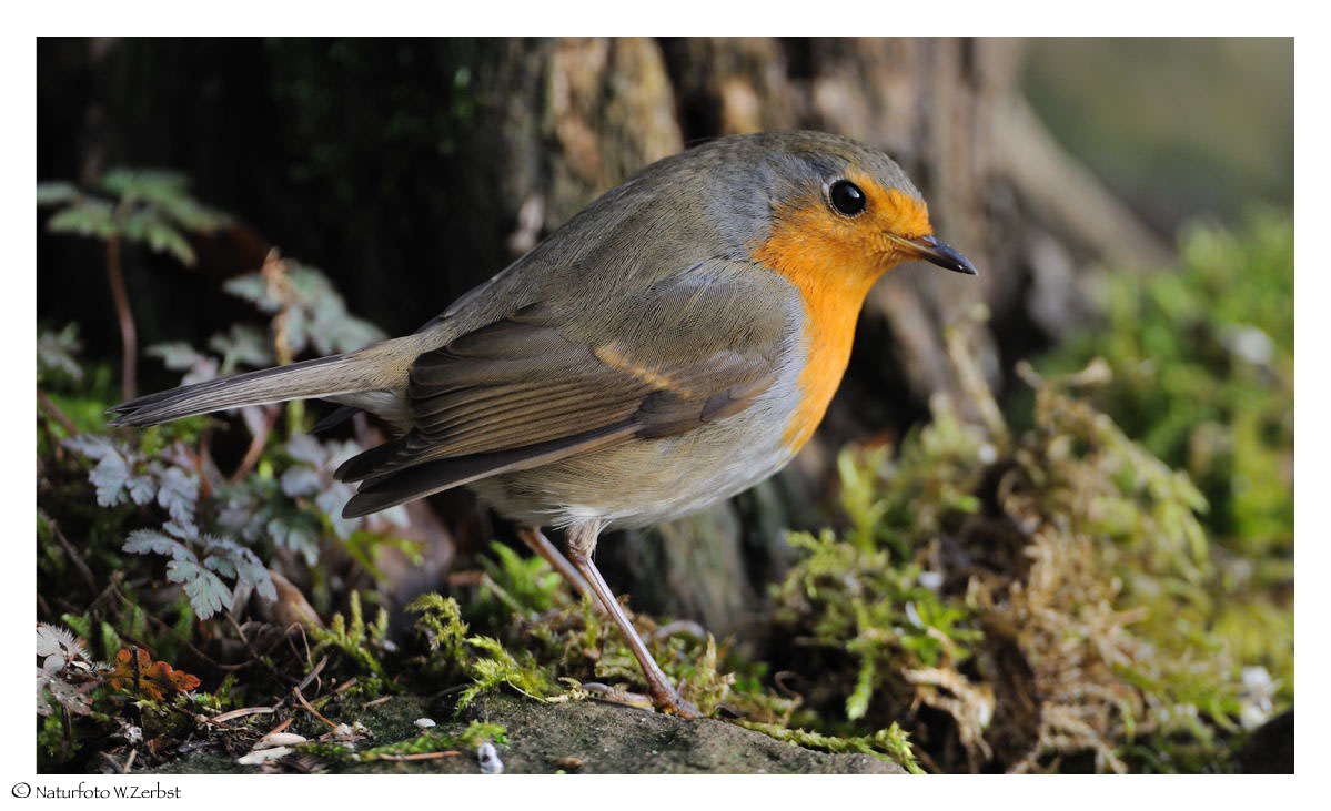 + Rotkehlchen + ( Erithacus rubecula )