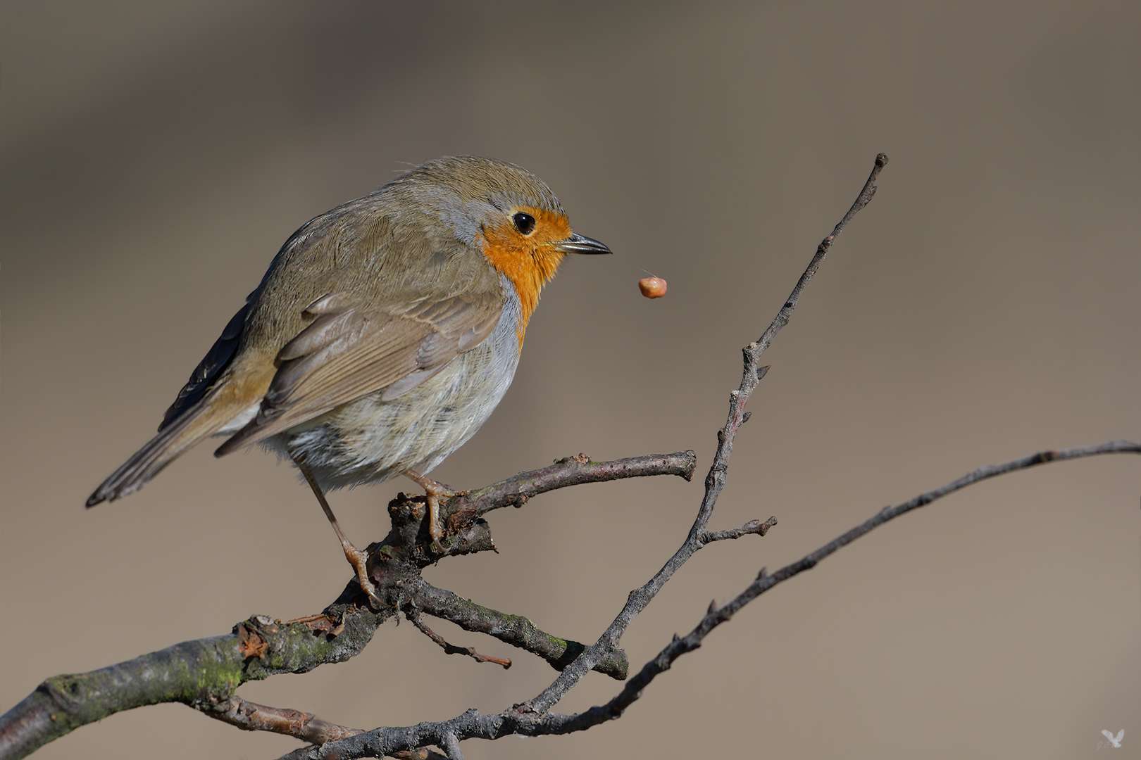 Rotkehlchen (Erithacus rubecula) ...