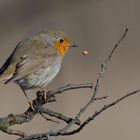 Rotkehlchen (Erithacus rubecula) ...