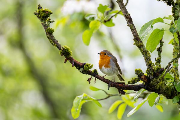 Rotkehlchen (Erithacus rubecula)