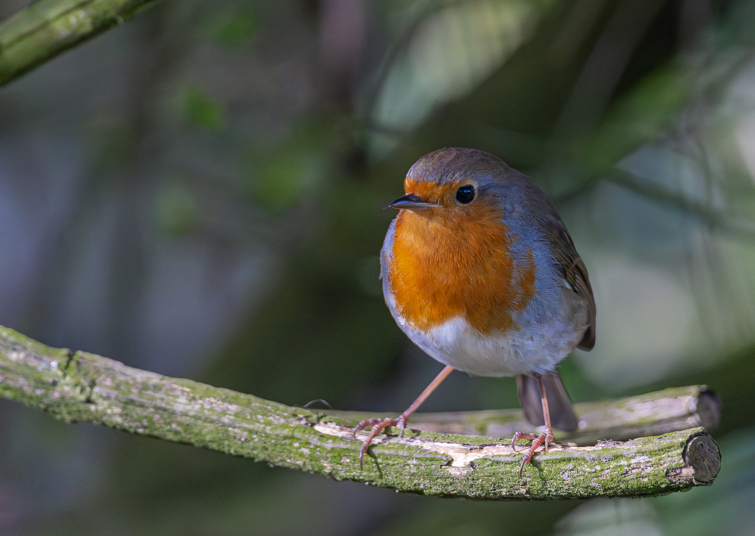 Rotkehlchen ( Erithacus rubecula)