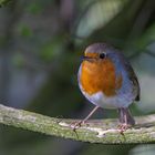 Rotkehlchen ( Erithacus rubecula)