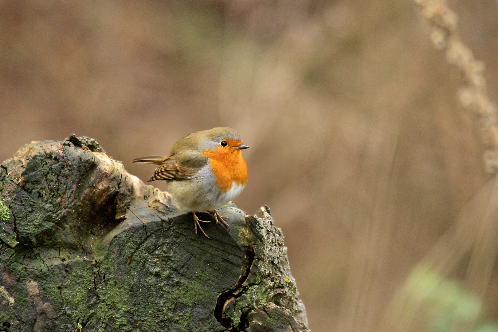 Rotkehlchen (Erithacus rubecula)