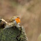 Rotkehlchen (Erithacus rubecula)