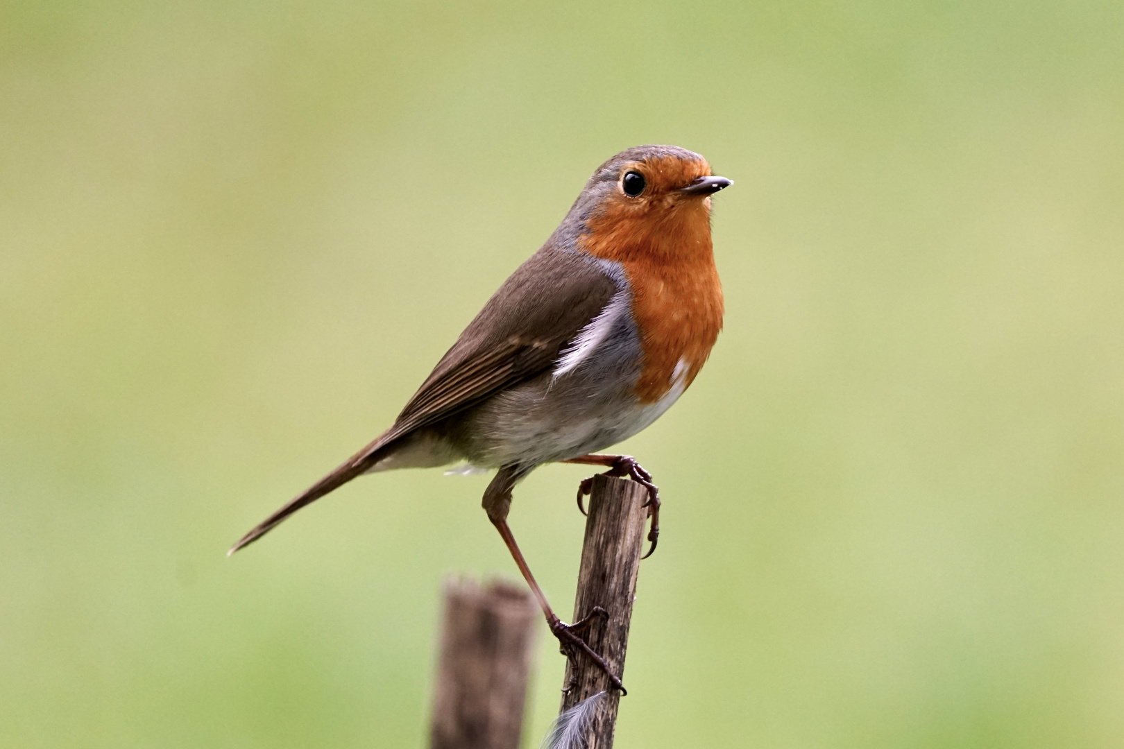 Rotkehlchen (Erithacus rubecula)