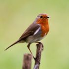 Rotkehlchen (Erithacus rubecula)