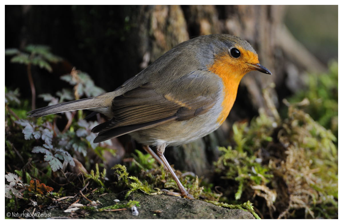 -- Rotkehlchen -- ( Erithacus rubecula )