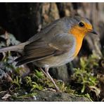 -- Rotkehlchen -- ( Erithacus rubecula )