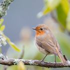 Rotkehlchen (Erithacus rubecula)