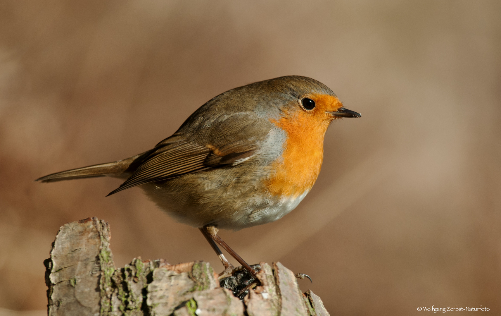  - ROTKEHLCHEN -  ( Erithacus rubecula )