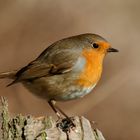  - ROTKEHLCHEN -  ( Erithacus rubecula )