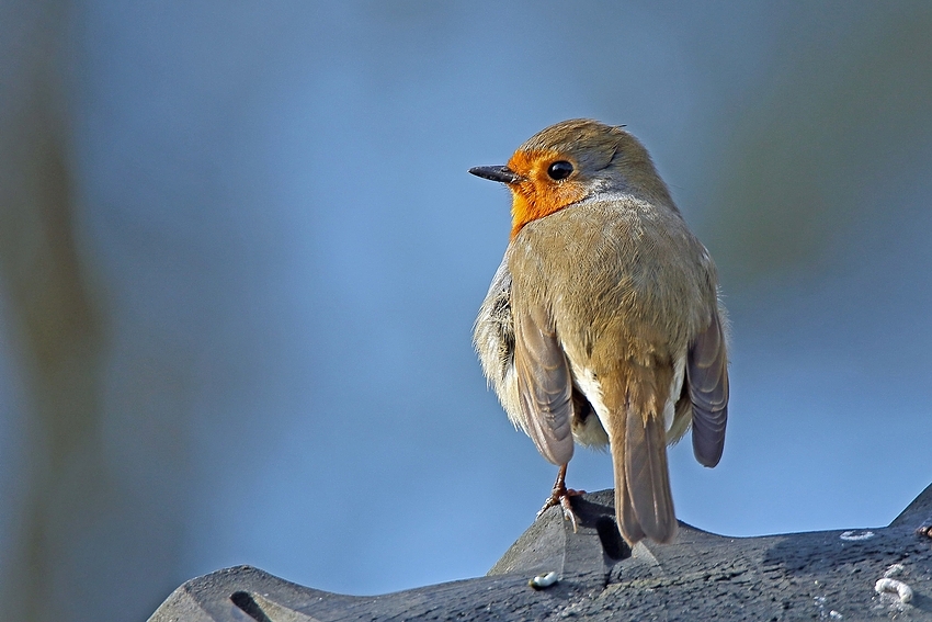 Rotkehlchen (Erithacus rubecula) 