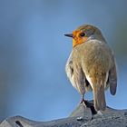 Rotkehlchen (Erithacus rubecula) 