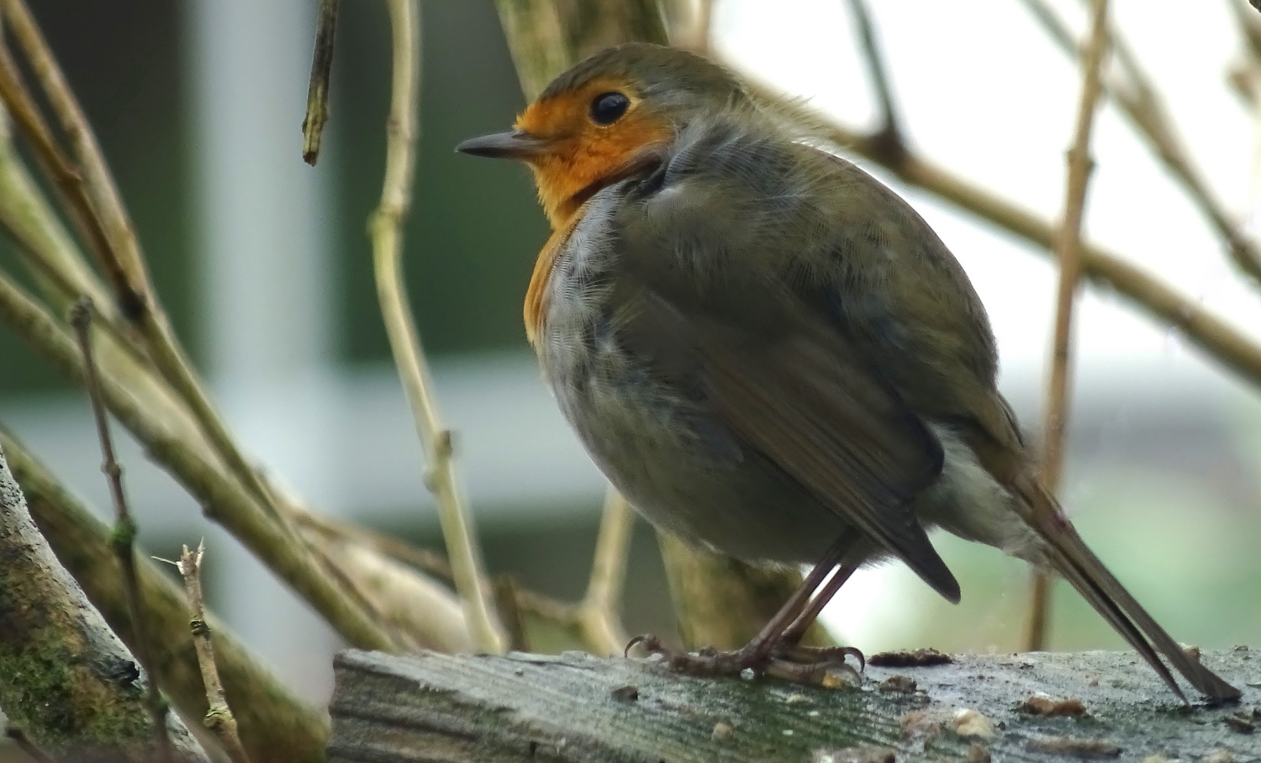 Rotkehlchen (Erithacus rubecula)