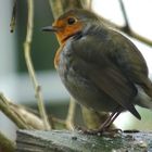 Rotkehlchen (Erithacus rubecula)